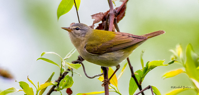 Paruline obscure - Tennessee Warbler - Oreothlypis peregrina