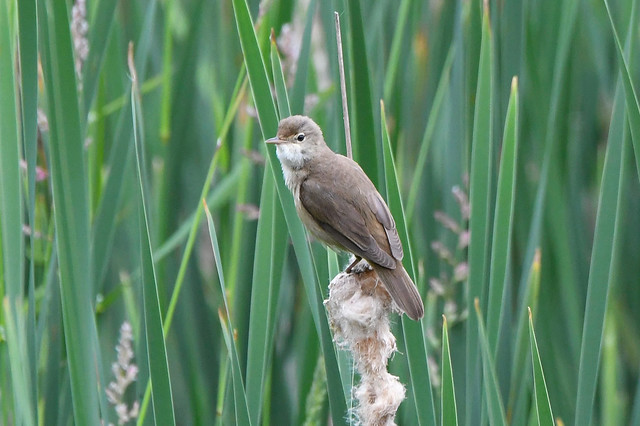 Reed Warbler at Warnham Nature Reserve