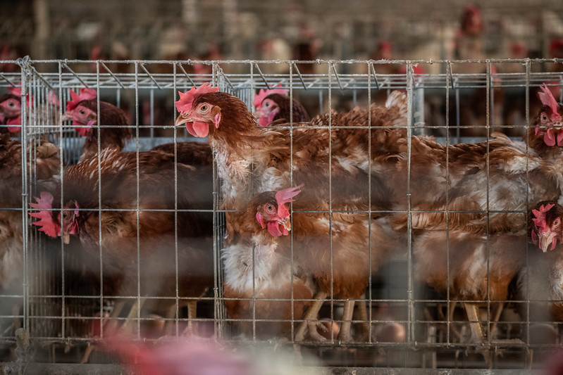 傳統開放式格子籠蛋雞場。母雞一輩子被囚禁在約A4大小的籠子裡，狹窄的空間迫使牠們互相踩踏，完全剝奪母雞渴望安全就巢產蛋、沙浴洗澡、棲息高處、展翅梳理羽翼的天性與本能。拍攝地點：台灣。攝影：We Animals。