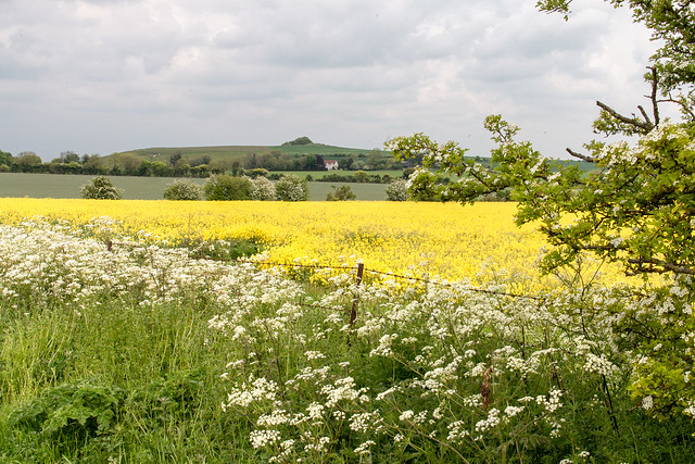 Wiltshire farmland