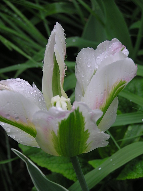 Tulipa Viridaflora Group