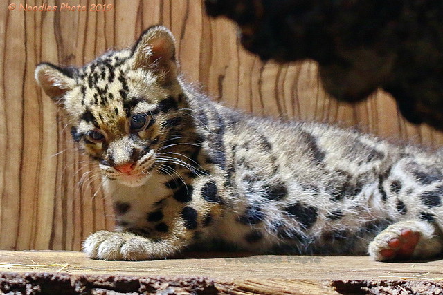 Clouded leopard cub - Nebelparder Baby