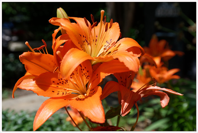 Asiatic Lillies in Bloom