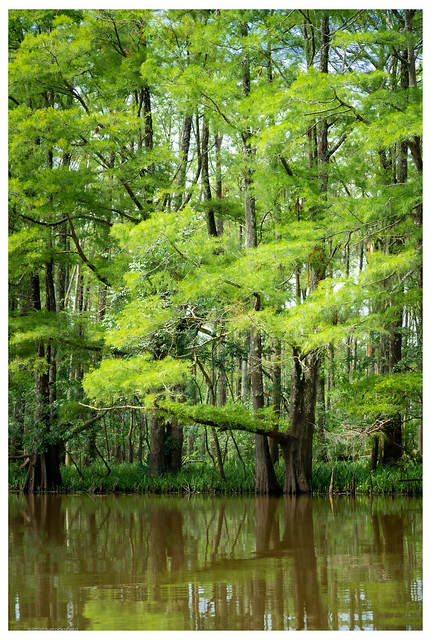 The Green of Things - Taylors Bayou
