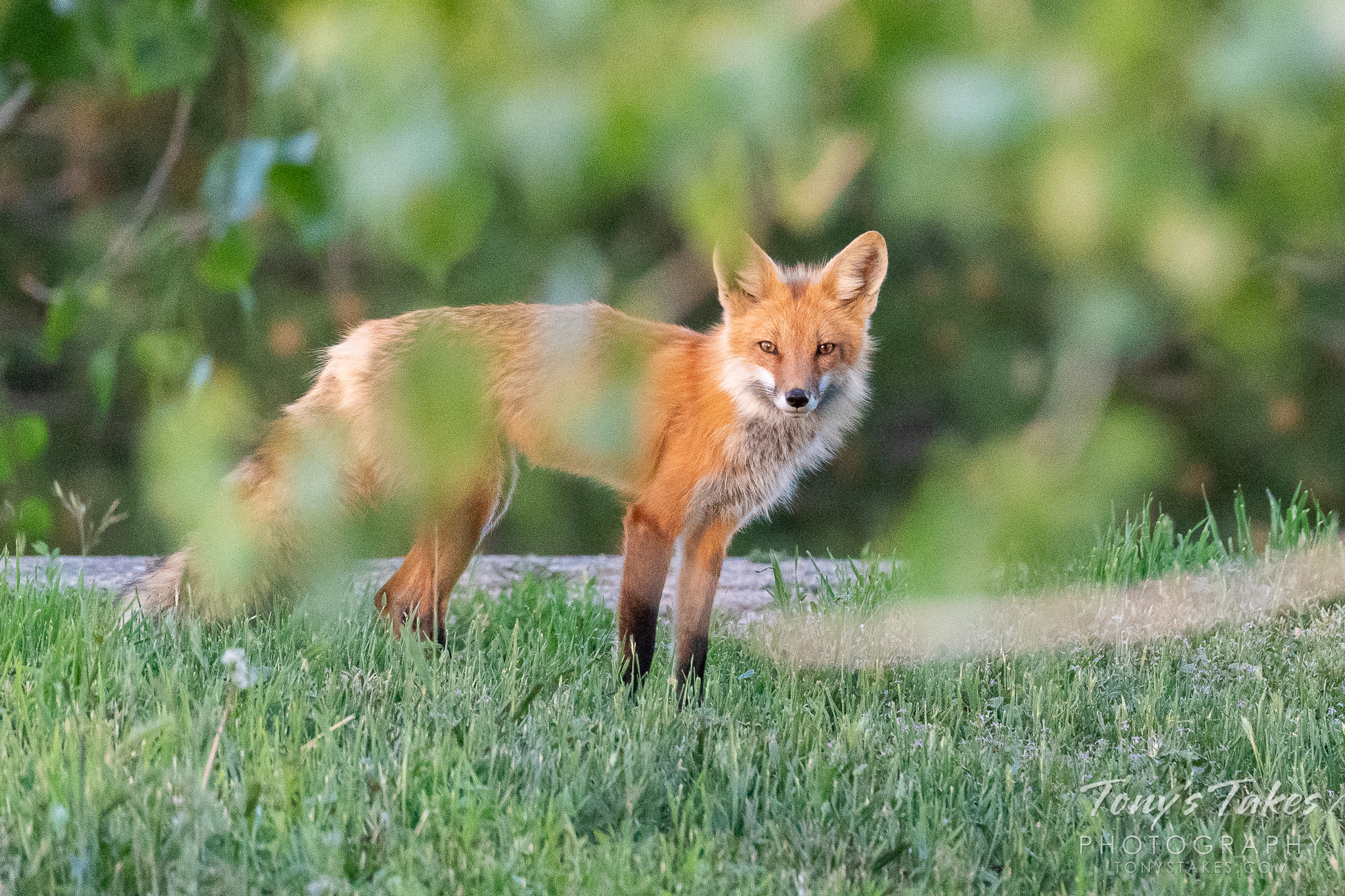 Red fox vixen prepares to retire for the night