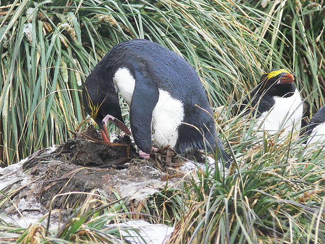 Macaroni Penguin Eudyptes chrysolophus