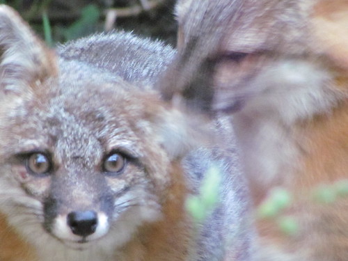Gray fox mated pair grooming | by brian.m.rule241