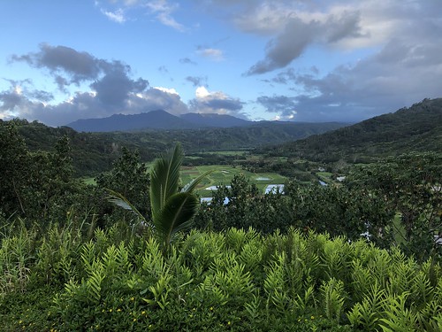 viewpoint view trees green tarofields taro paradise scenery beautiful nature kauai hawaii