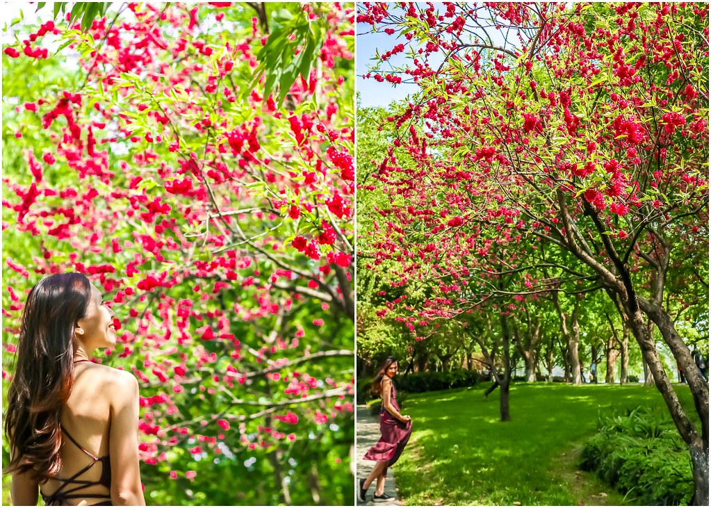 hangzhou-west-lake-cherry-blossoms-alexisjetsets