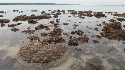 Living reefs of Terumbu Bemban, Jun 2019