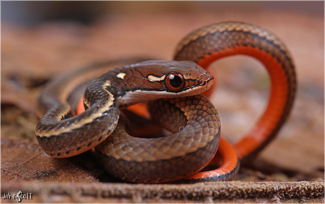 Pink-bellied Litter Snake (Rhadinaea decorata)