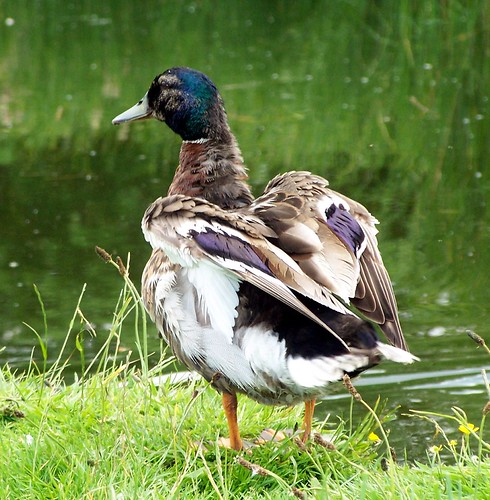 Mallard | by Bits On Twigs