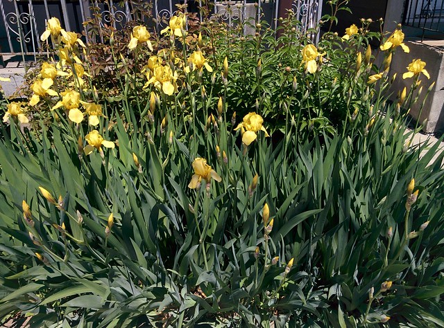 Young irises, in bud and in bloom #toronto #dovercourtvillage #dupontstreet #flowers #yellow #iris #irises #buds #gardens