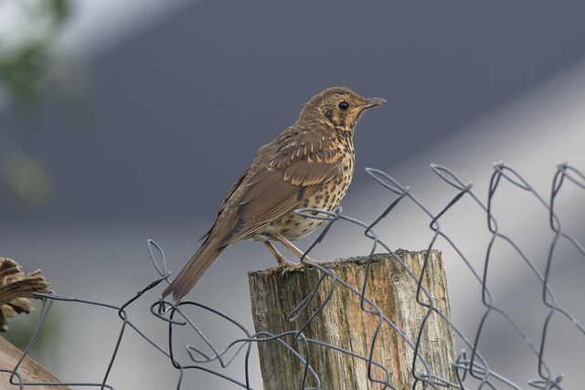 Song Thrush early morning