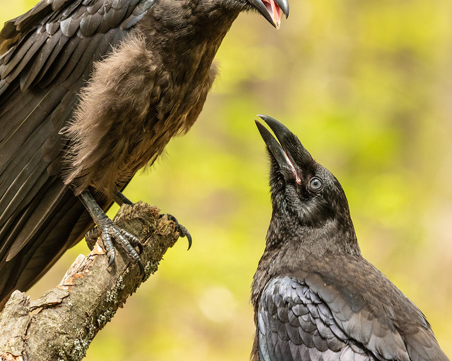 Juvenile Ravens