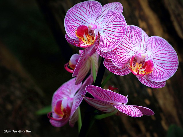 My Orchid
