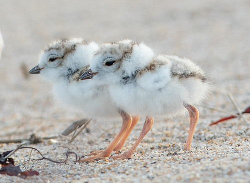 Piping Plover chicks