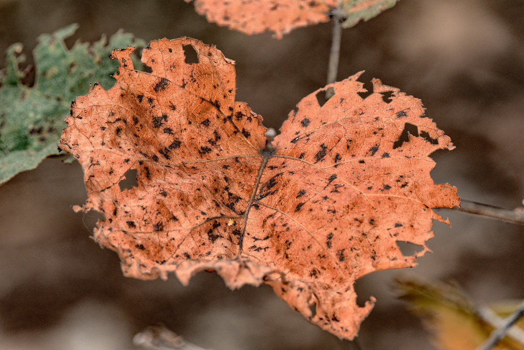 Dead leaf masquerading as a butterfly - Kakadu NP, Australia