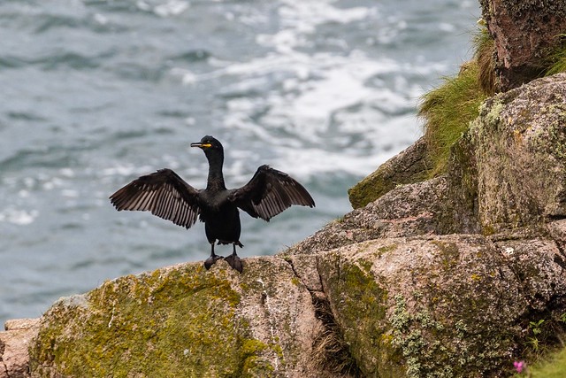 Shag drying its wings.