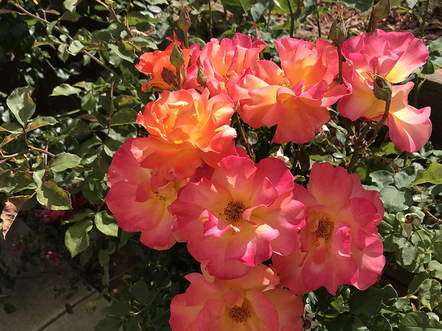 Birthday photos , pink orange flowers