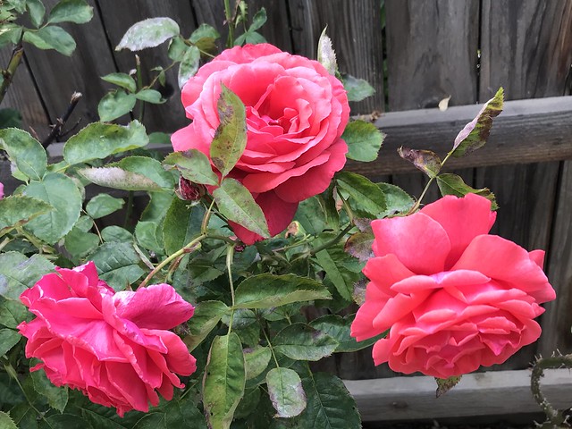 Three giant red roses