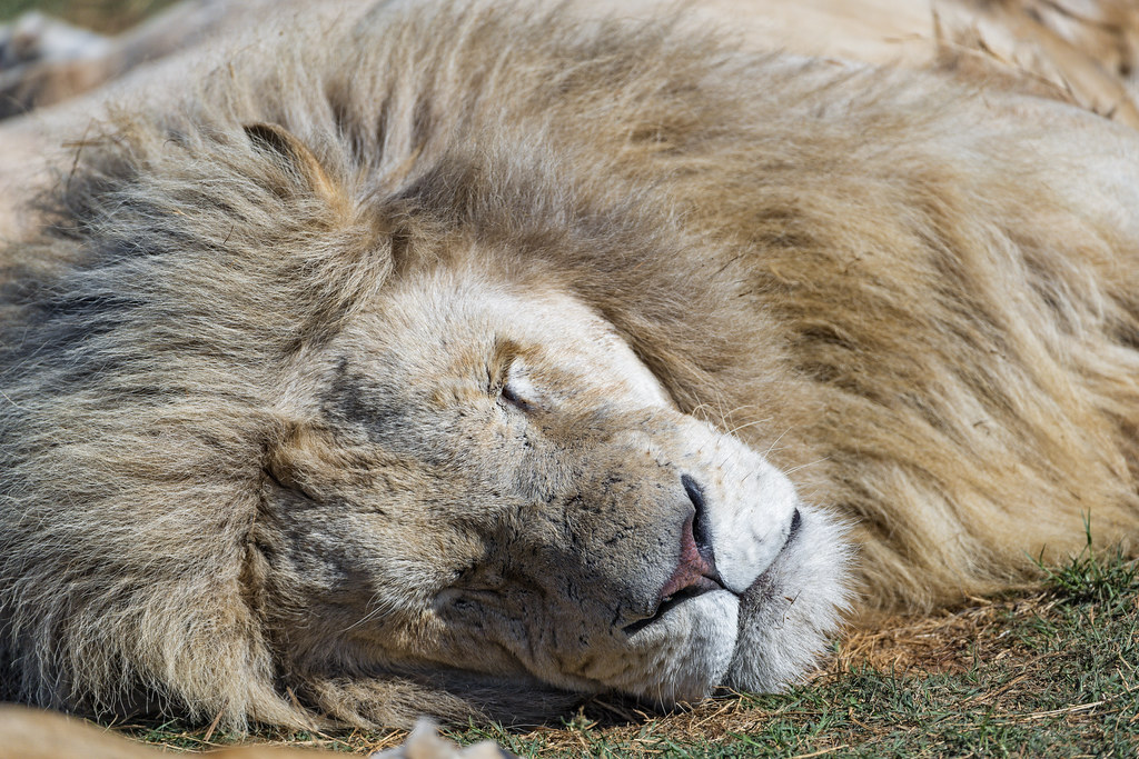Lion Facts: 25 Facts about Lions that you may not have known before - Lion Facts: Lions Sleep Up to 20 Hours a Day