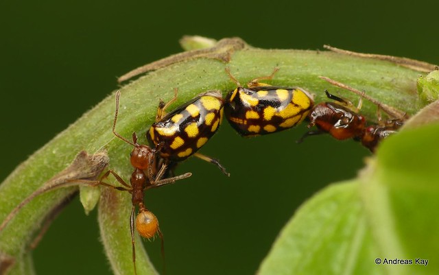 Treehoppers, Stilbophora sp. with tending Ants