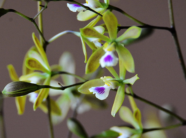 BUTTERFLY ORCHID