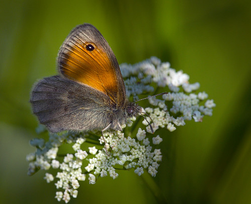 Small heath | Small heath (Coenonympha pamphilus) butterfly … | Flickr