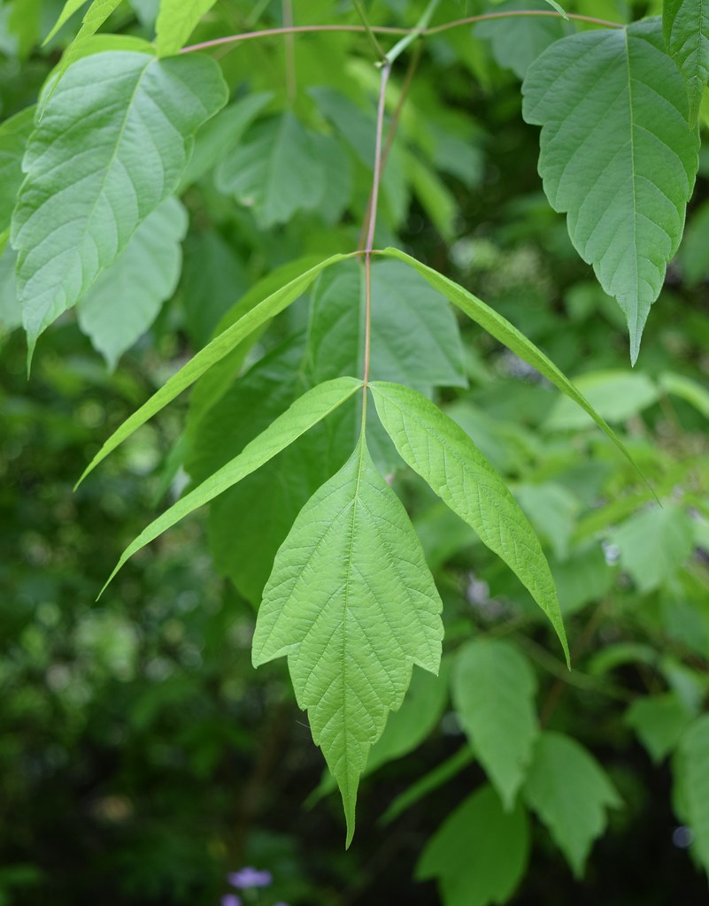 Boxelder Leaves | Acer negundo is a member of the maple fami… | Flickr