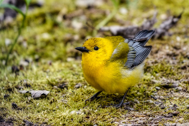 Prothonotary Warbler - Point Pelee National Park