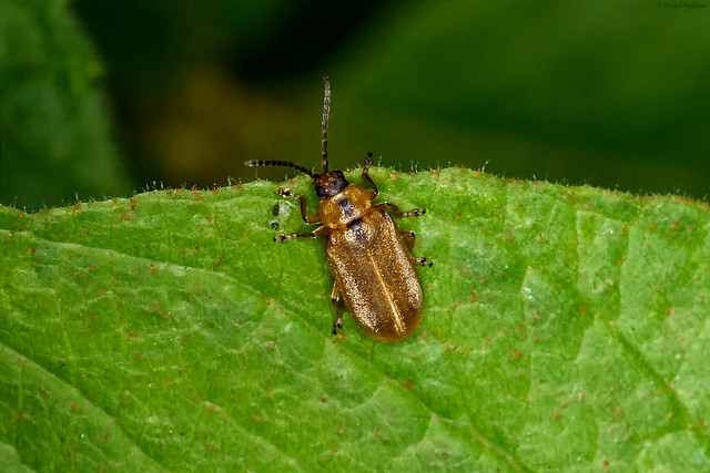 Brown Willow Beetle (Galerucella lineola)