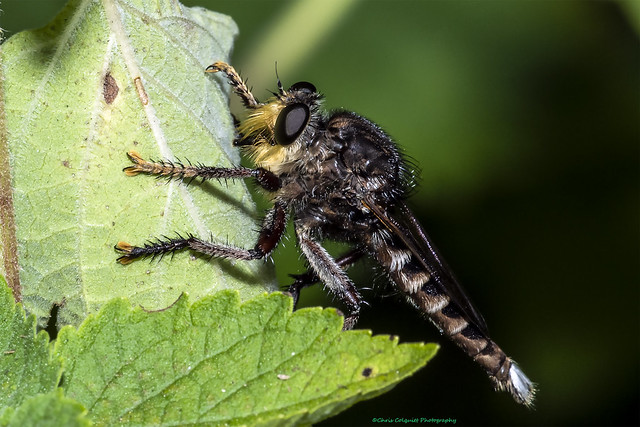 Robber Fly 2