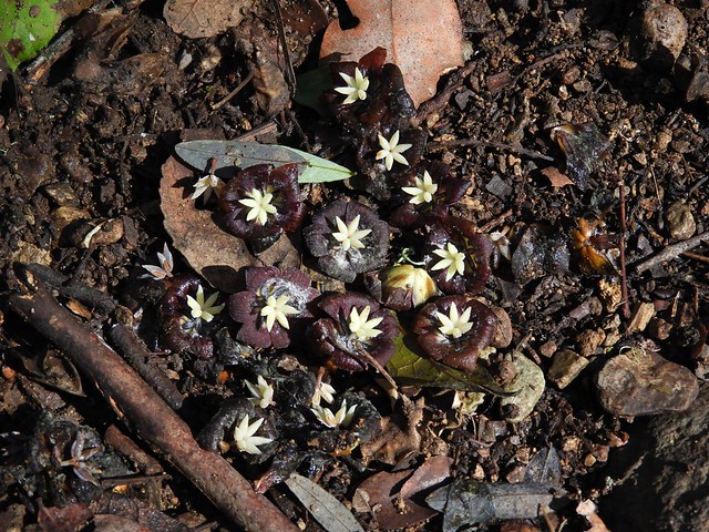 Coile (Lardizabala biternata) - flores caídas