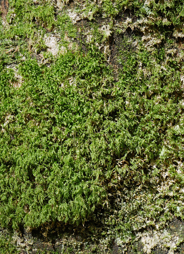 Camcor Woodland moss 2