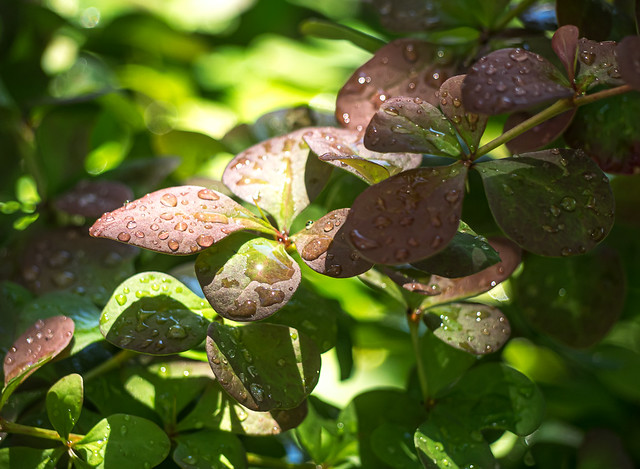 Raindrops Green Leaves