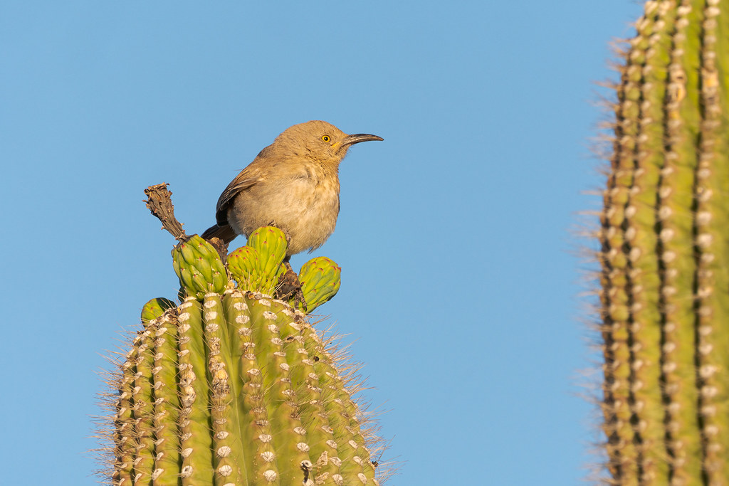 A curve-billed thrasher perches on flower buds on an arm of a saguaro on the Latigo Trail in the Pima Dynamite area of McDowell Sonoran Preserve in Scottsdale, Arizona in May 2019
