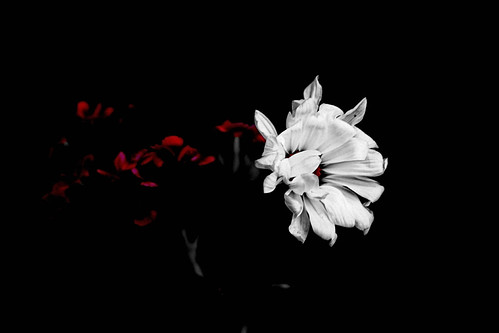 fading spring | by Mihai.M.