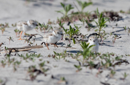 Piping Plover chicks