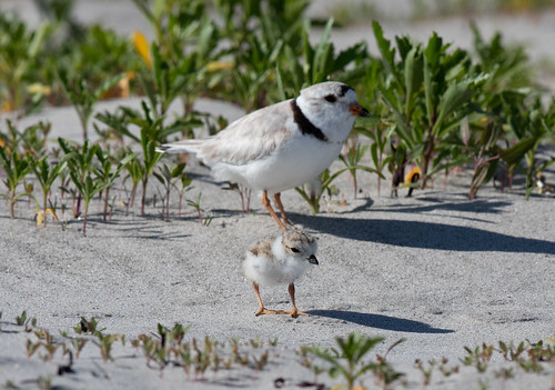 Piping Plover family