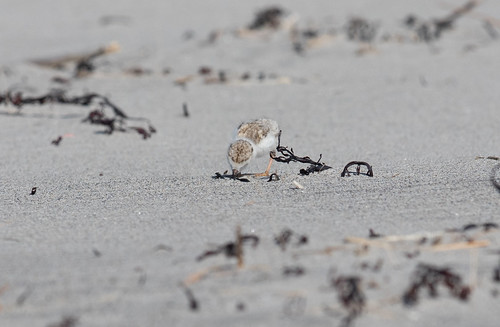 Piping Plover chick figuring out food