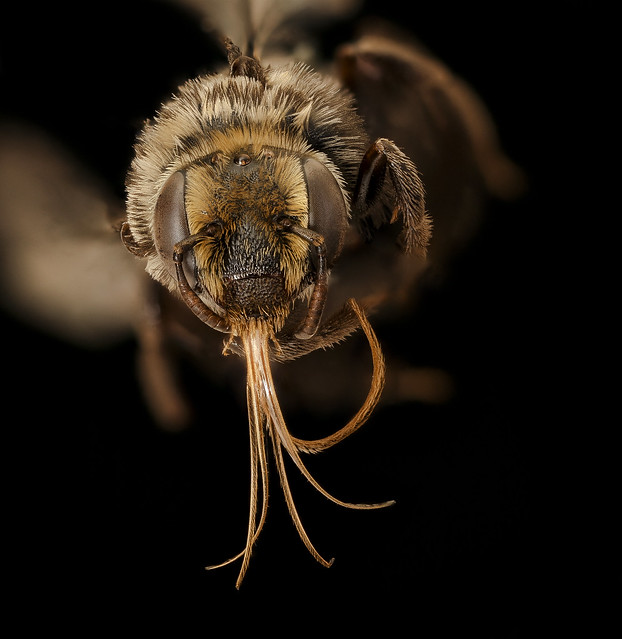 Apidae melitoma, f, face, Bagaces, CR_2018-11-16-15.27.53 ZS PMax UDR