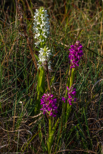 Early Marsh Orchid (Dactylorhiza incarnata subsp.pulchella var. ochrantha) & Early Marsh Orchid (Dactylorhiza incarnata subsp.pulchella)
