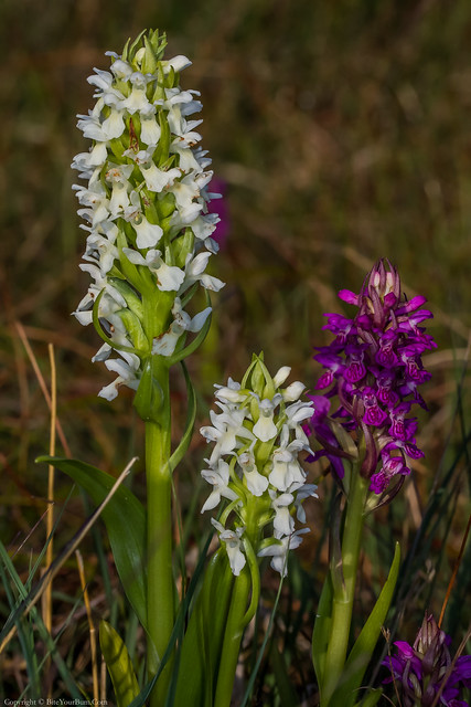 Early Marsh Orchid (Dactylorhiza incarnata subsp.pulchella var. ochrantha) & Early Marsh Orchid (Dactylorhiza incarnata subsp.pulchella)