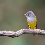 Grey-headed Canary-Flycatcher _ Dongguan ֎