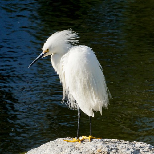 Snowy Egret