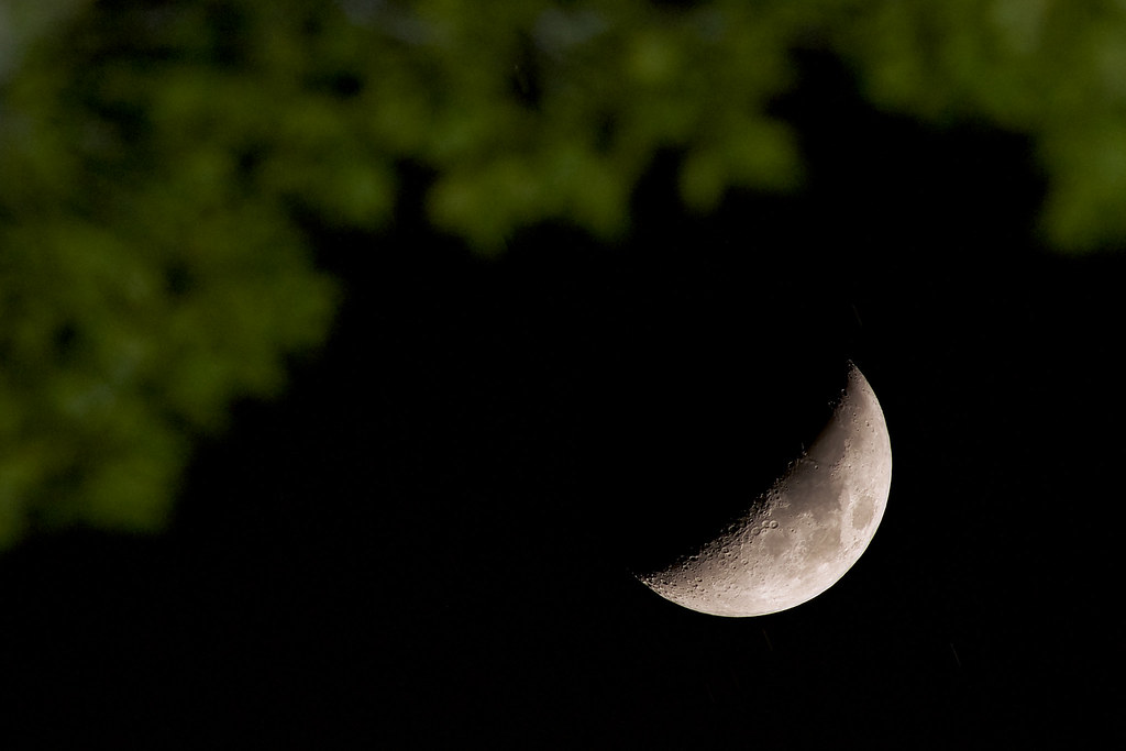 Crescent Moon under a tree branch