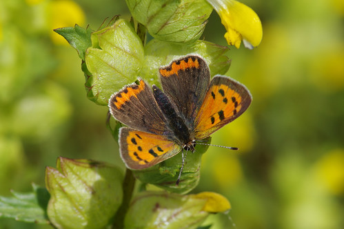 cambridgeshire wild wildlife nature butterfly insect smallcopper lycaenaphlaeas upwood meadows