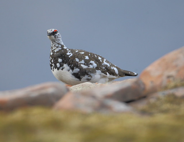 Ptarmigan Male