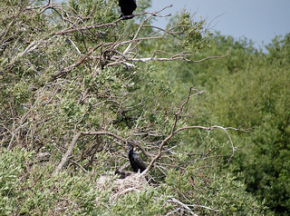 2-053a Aalscholver met nest